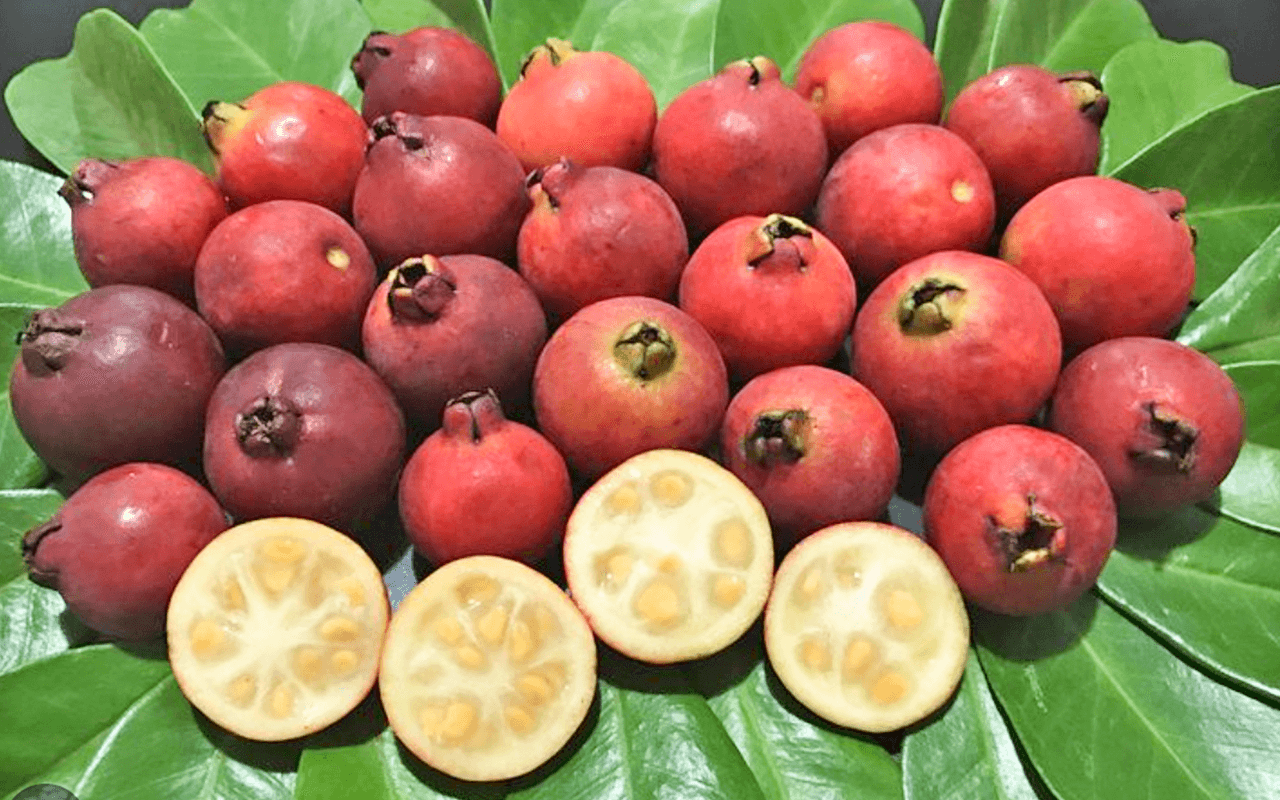 Araçá-vermelho