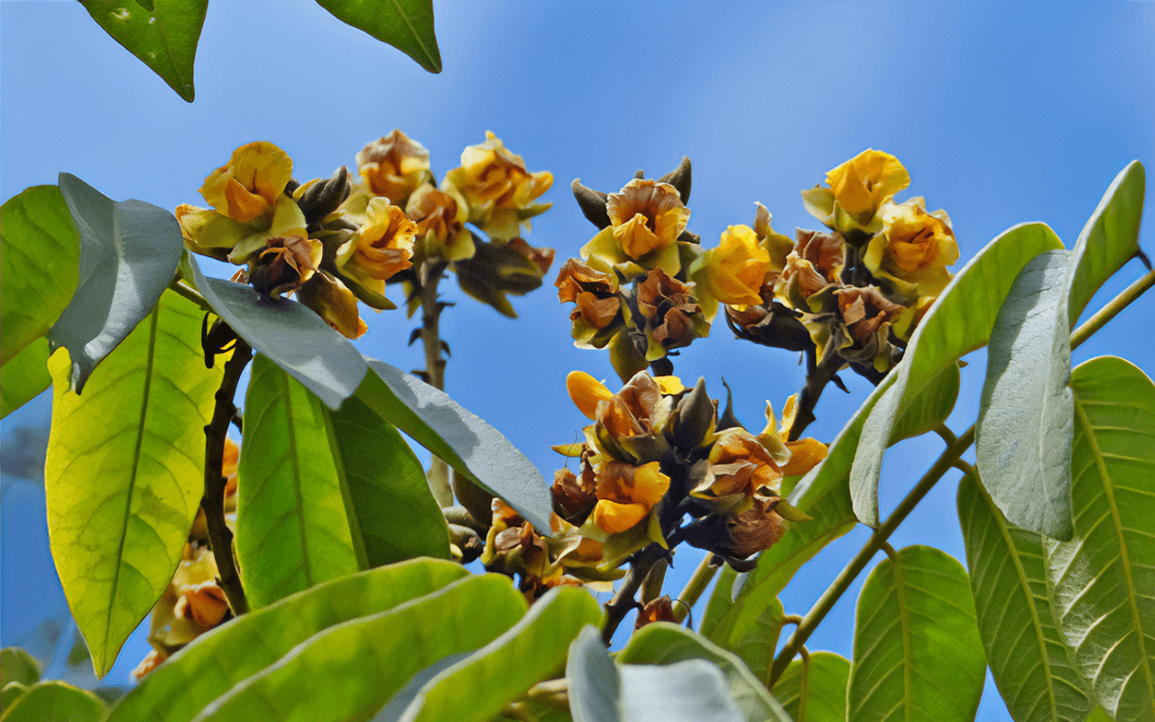 Araribá