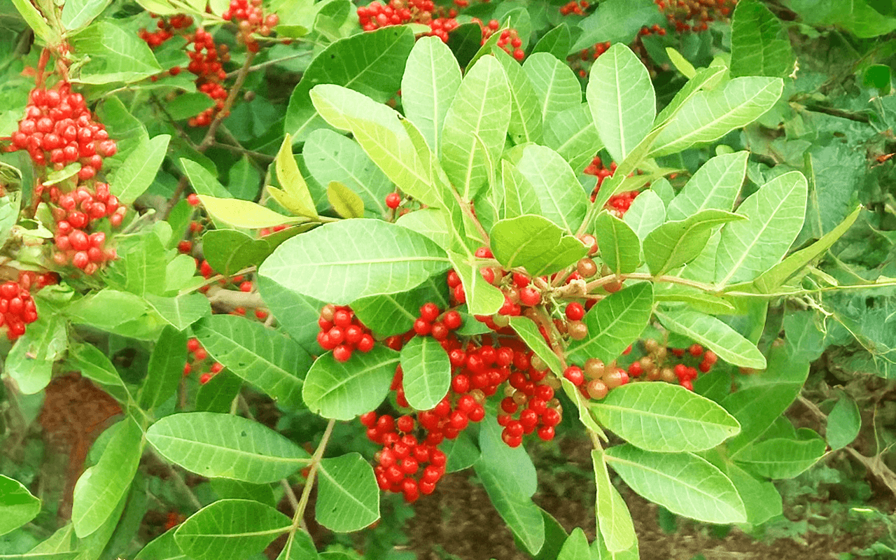 Aroeira-pimenteira