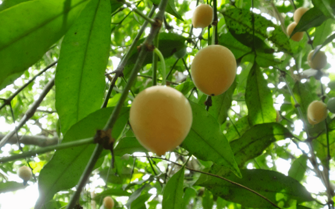 Bacupari