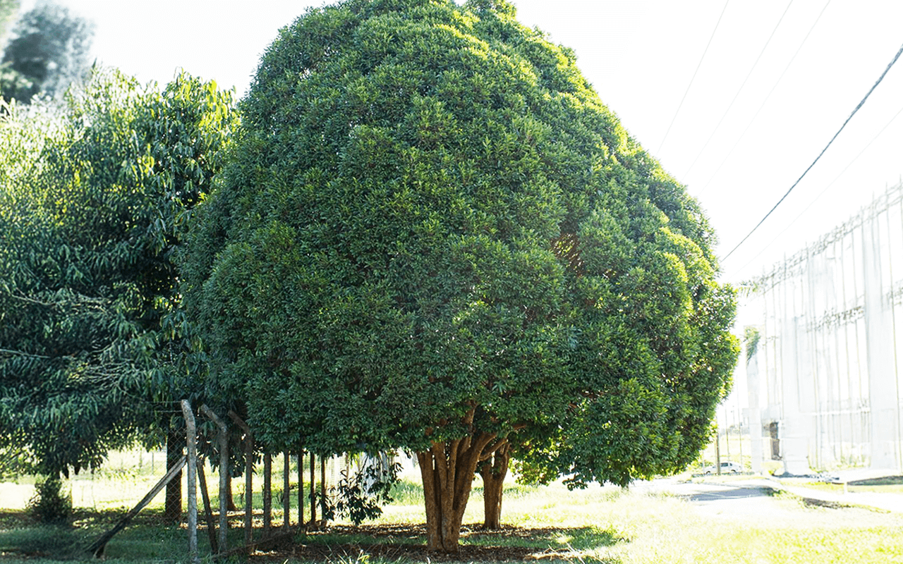Cambucá