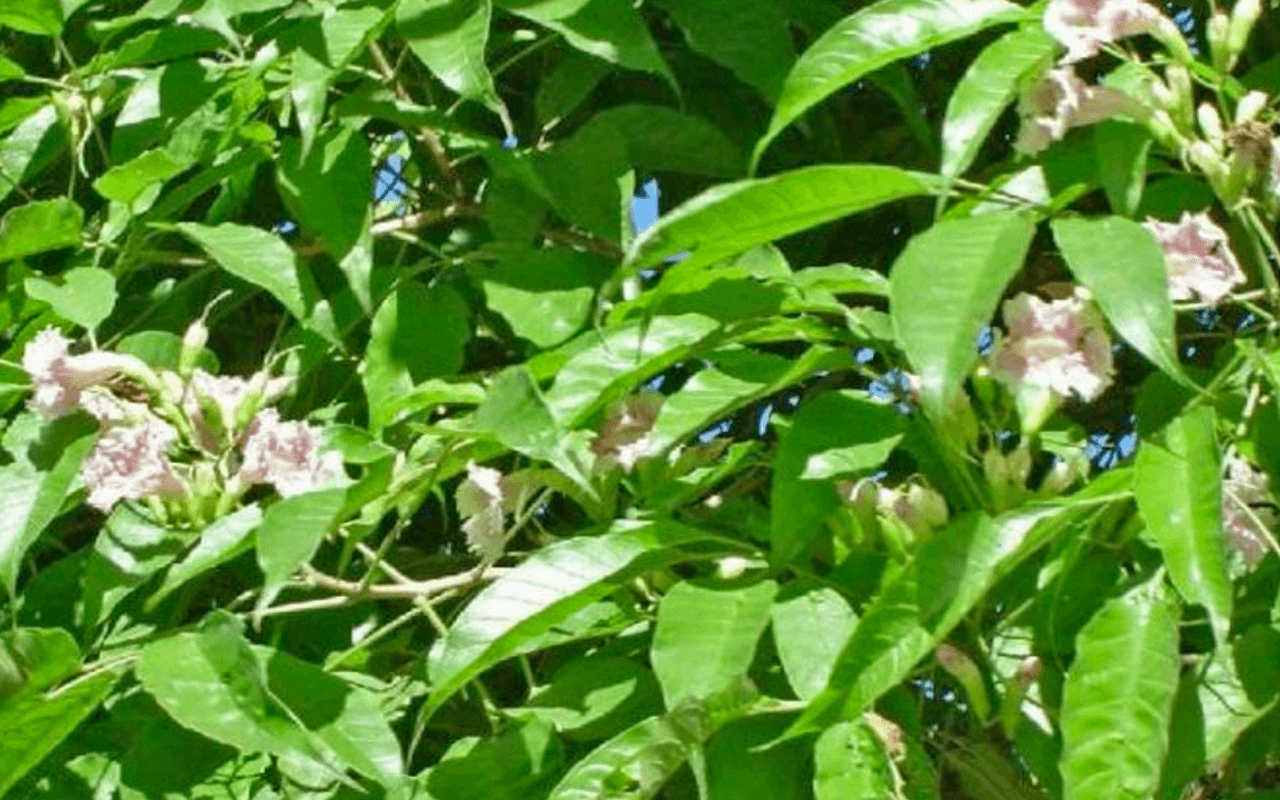 Caroba-branca