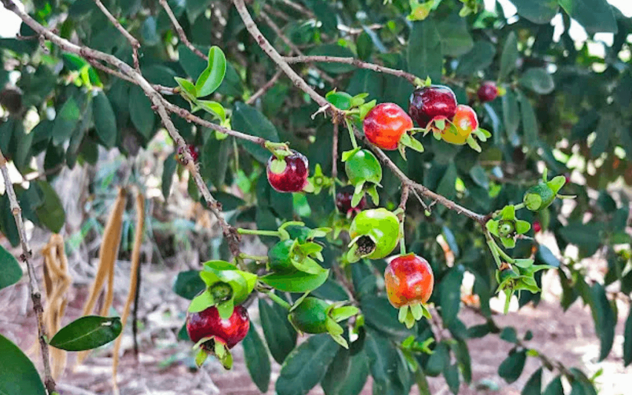 Cereja-do-Rio-Grande