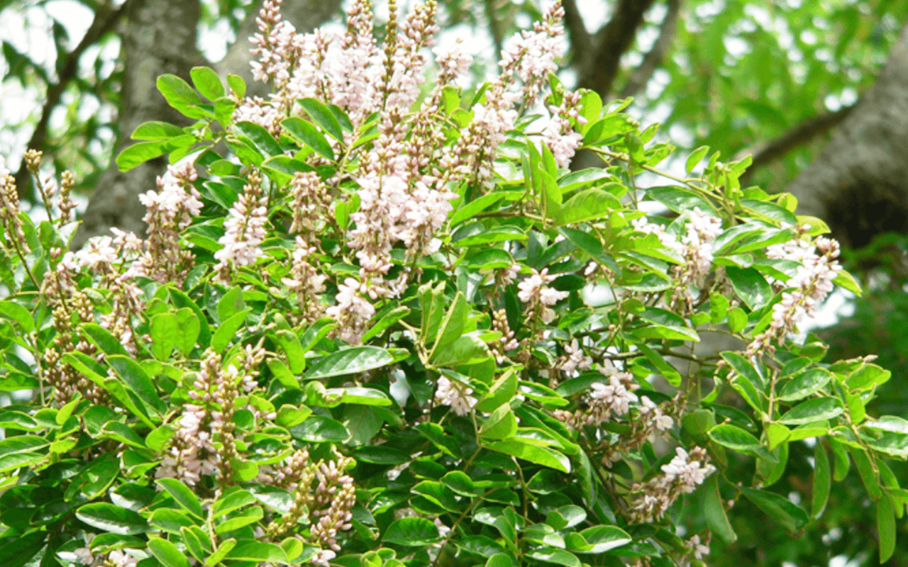 Embira-de-sapo
