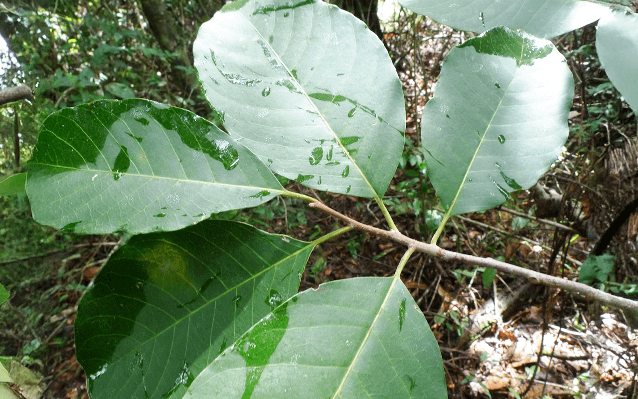 Guatambu