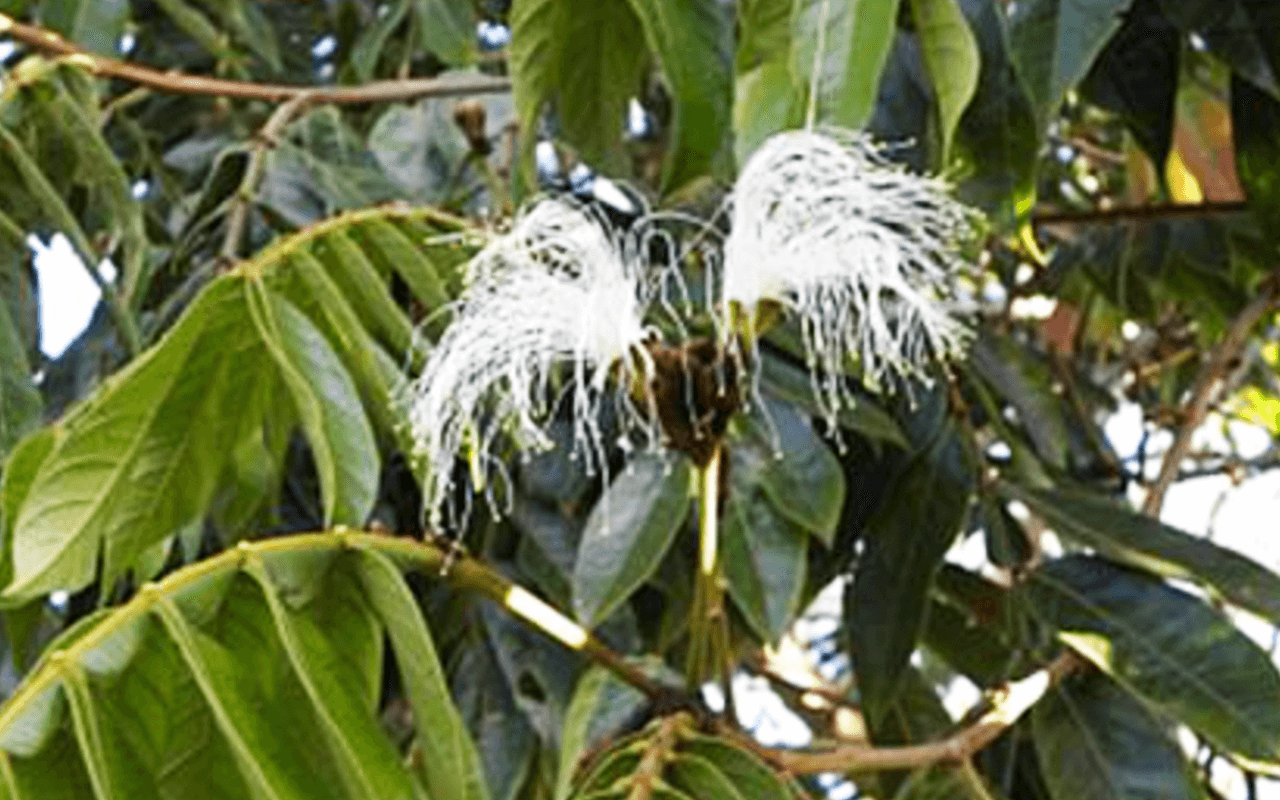 Ingá-ferradura