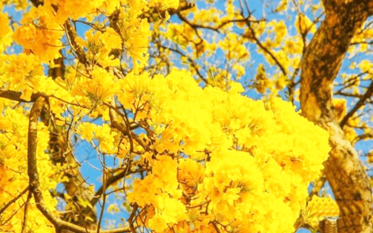 Ipê-amarelo-do-brejo