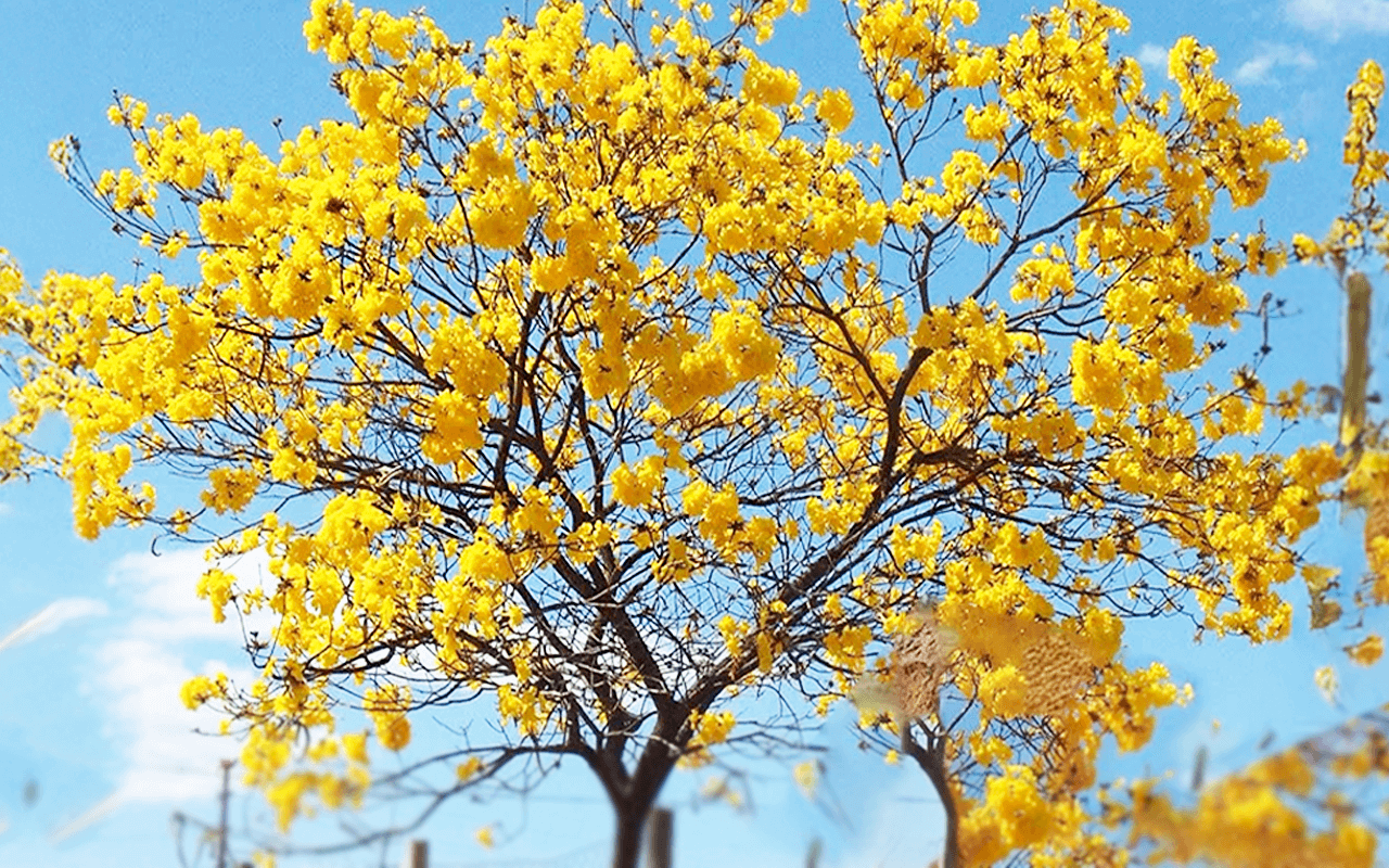 Ipê-amarelo