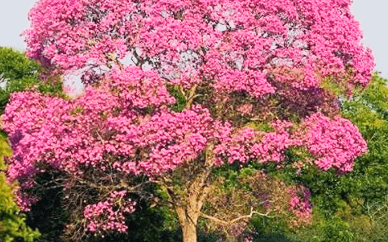Ipê-rosa