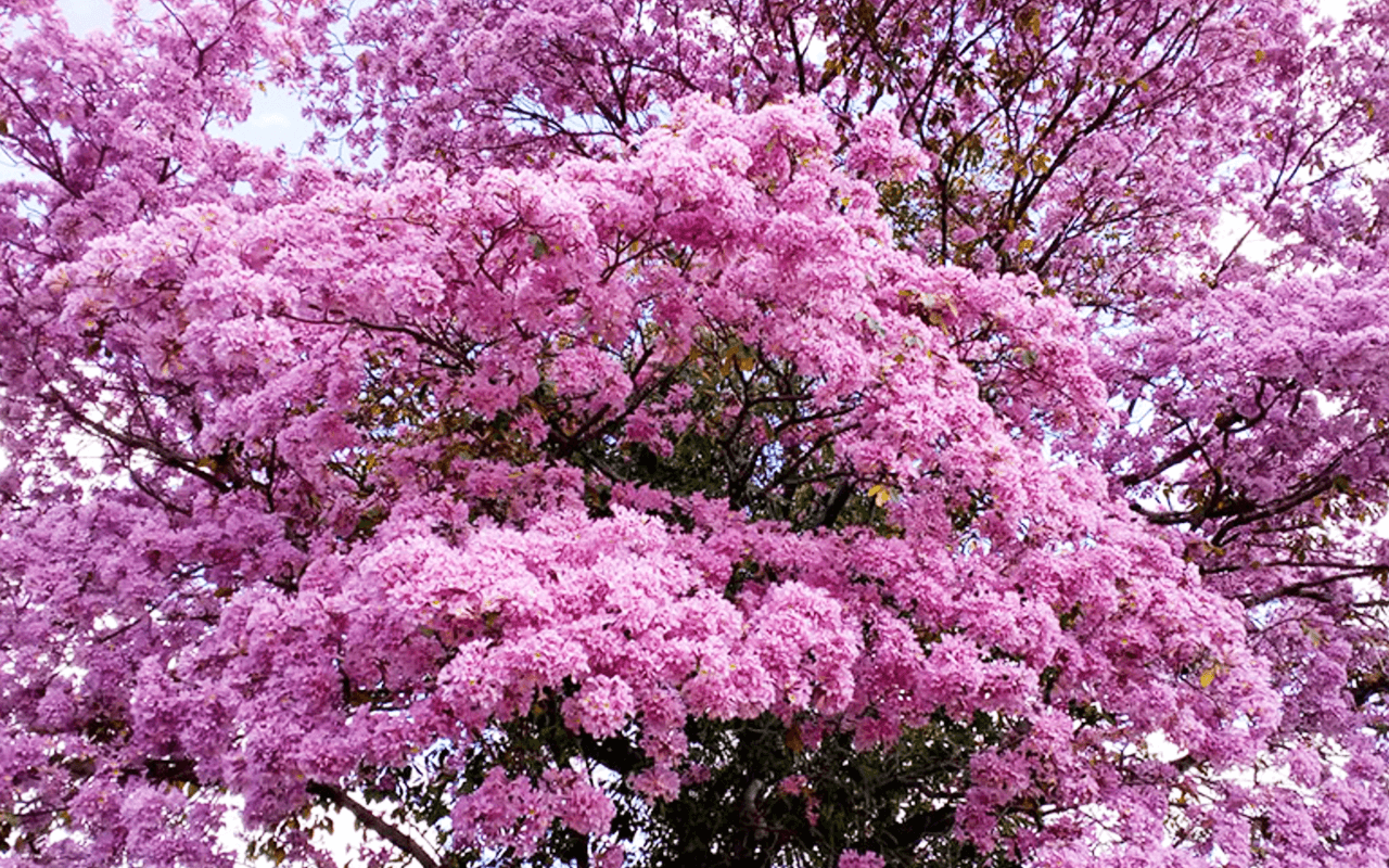 Ipê-roxo-sete-folhas