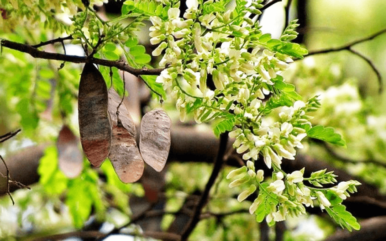 Jacarandá-da-Bahia