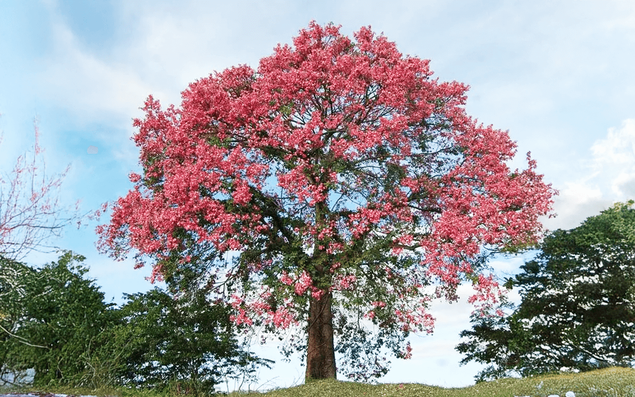Paineira-rosa