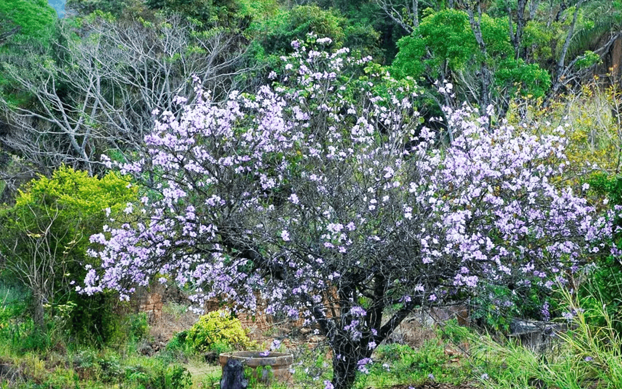 Unha-de-vaca