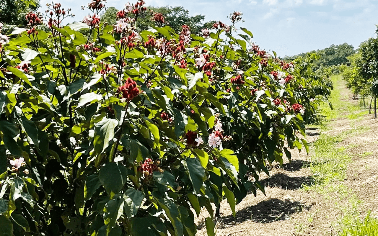 Urucum